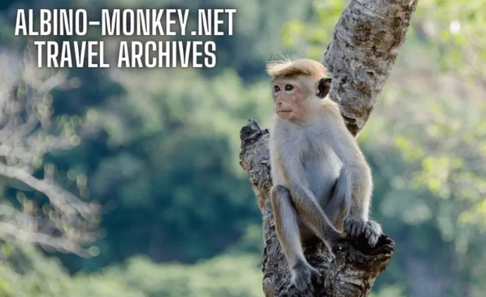 albino-monkey.net travel archives